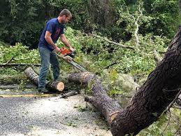 Best Fruit Tree Pruning  in Shawsville, VA